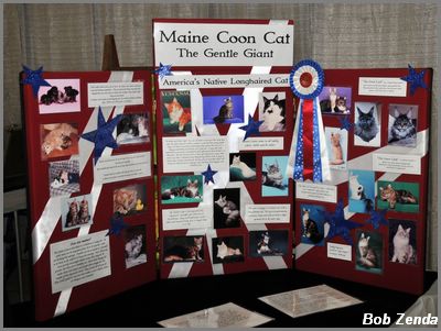 Maine Coon Display at MCCC Show